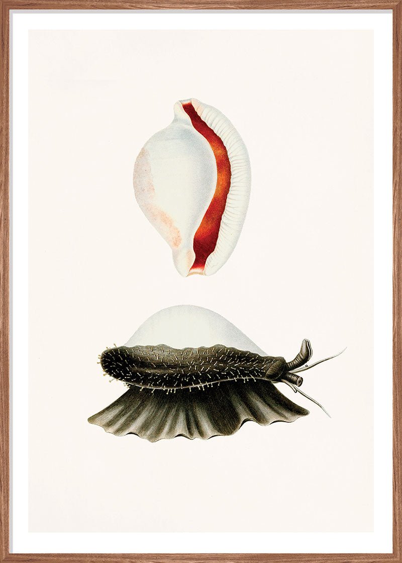 Sea Snail
