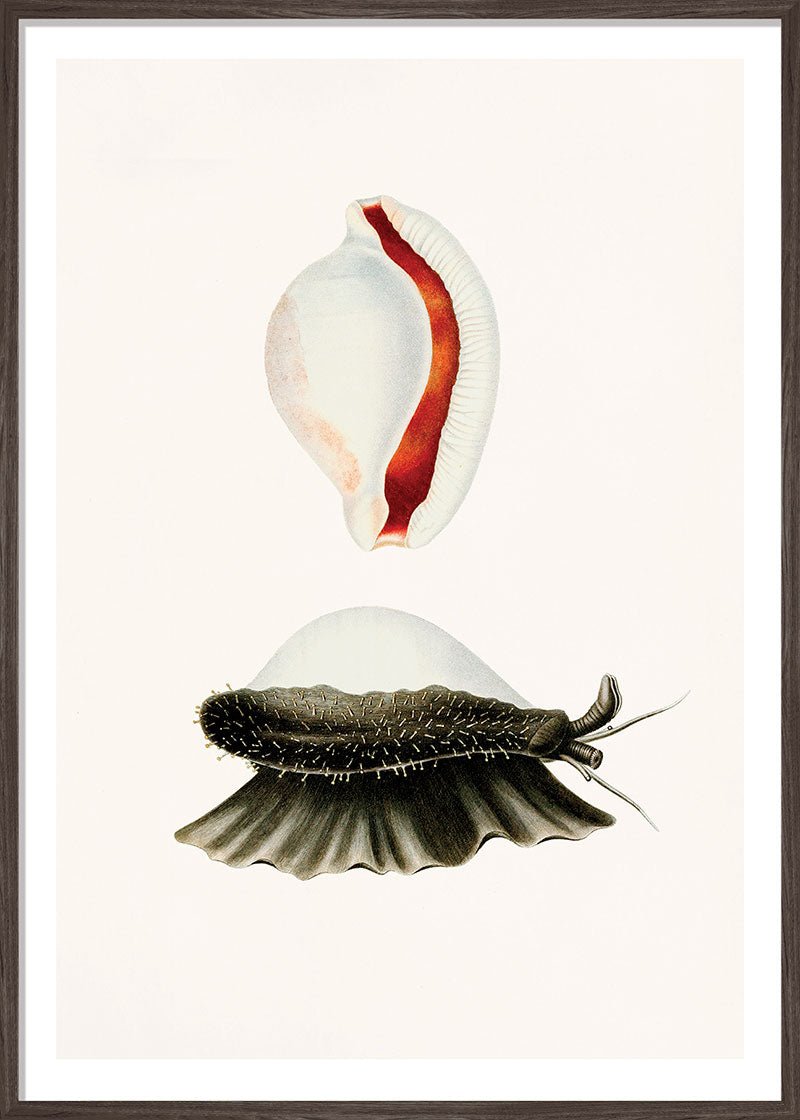 Sea Snail