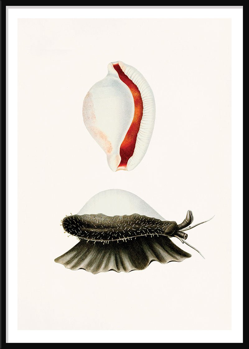 Sea Snail
