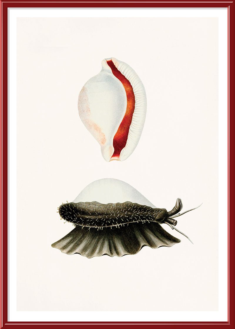 Sea Snail