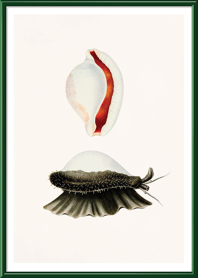 Sea Snail