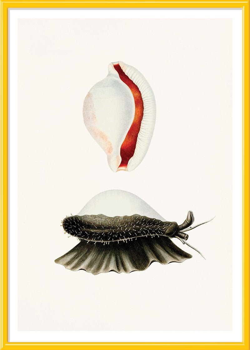 Sea Snail