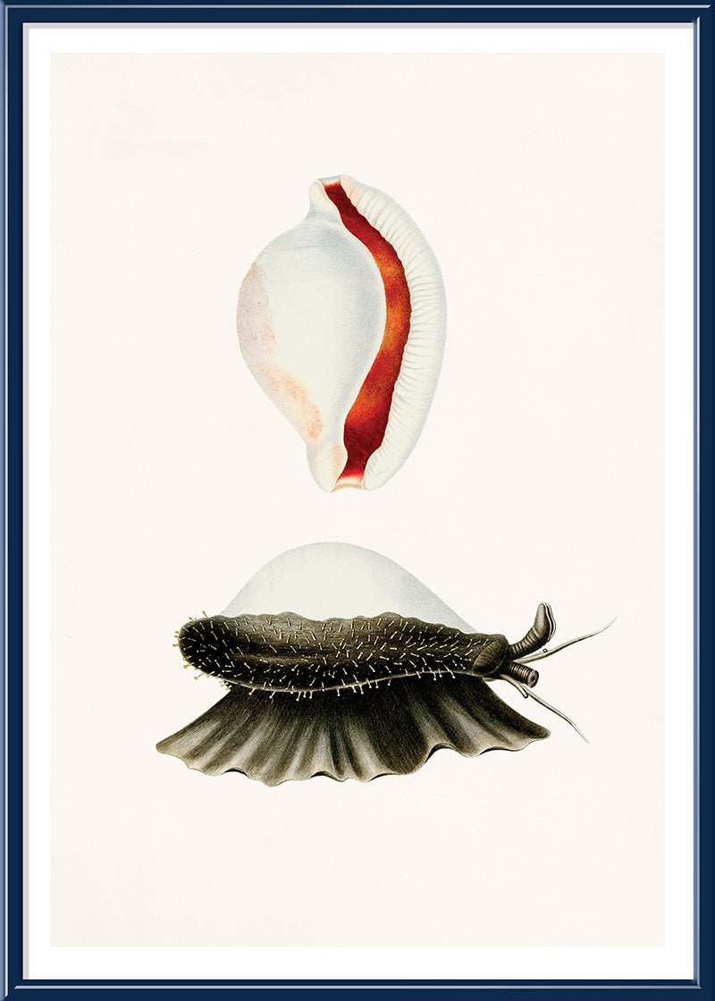 Sea Snail