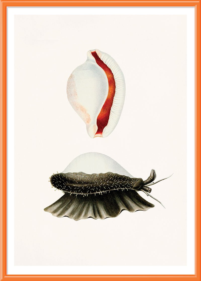Sea Snail