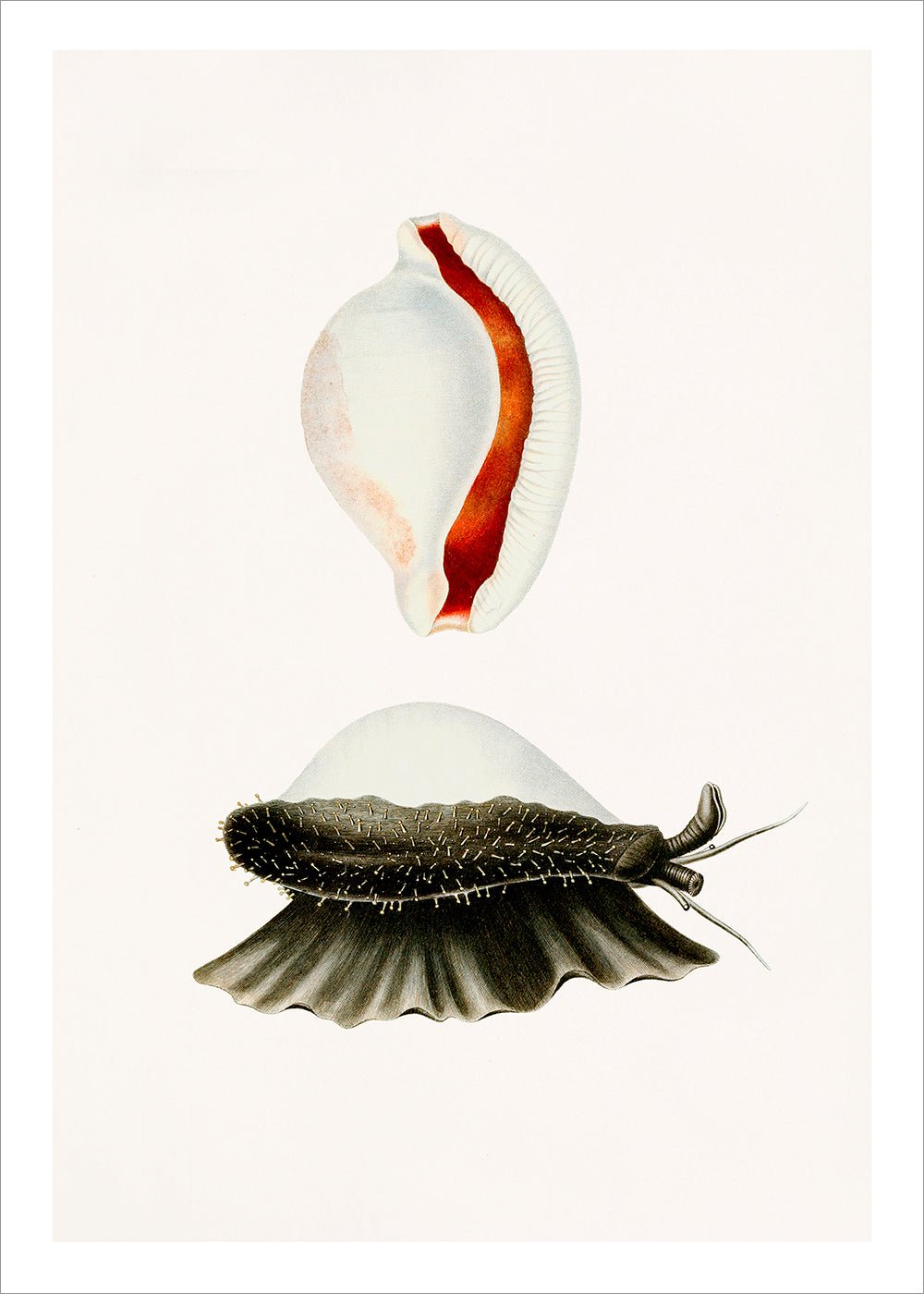 Sea Snail