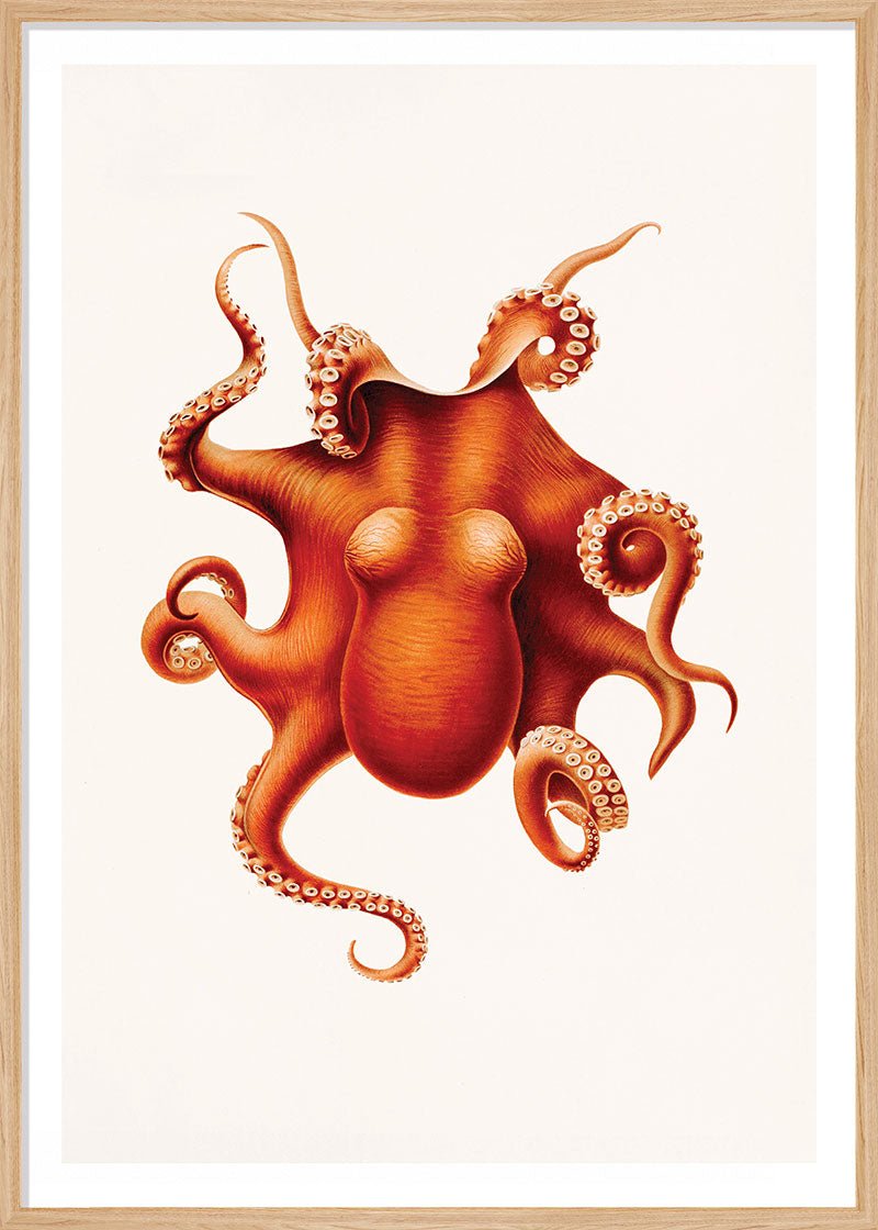 Orange Octopus