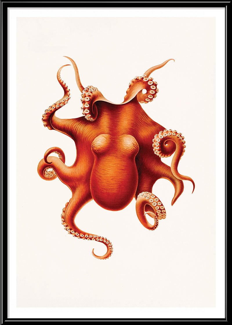 Orange Octopus