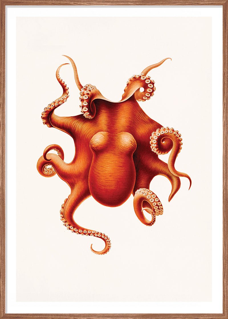 Orange Octopus