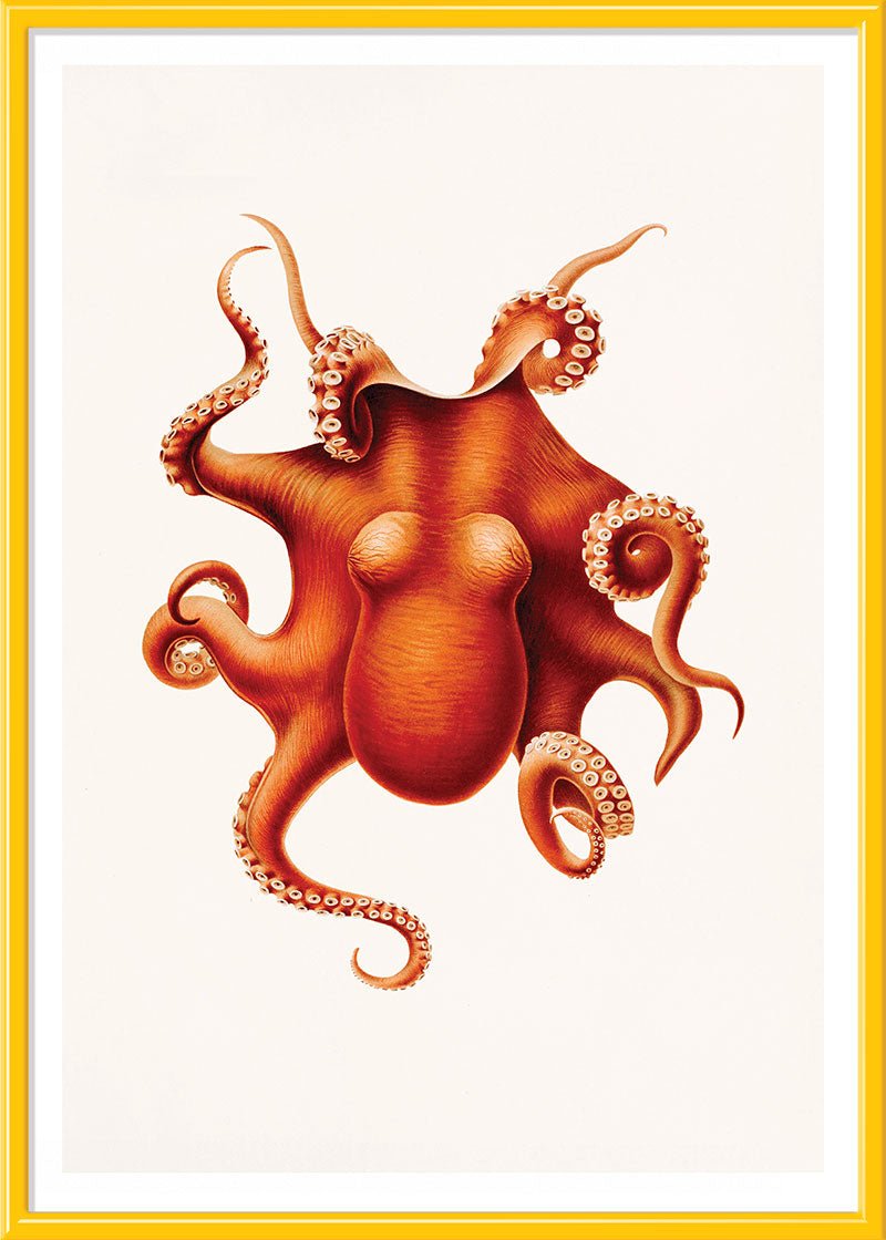 Orange Octopus