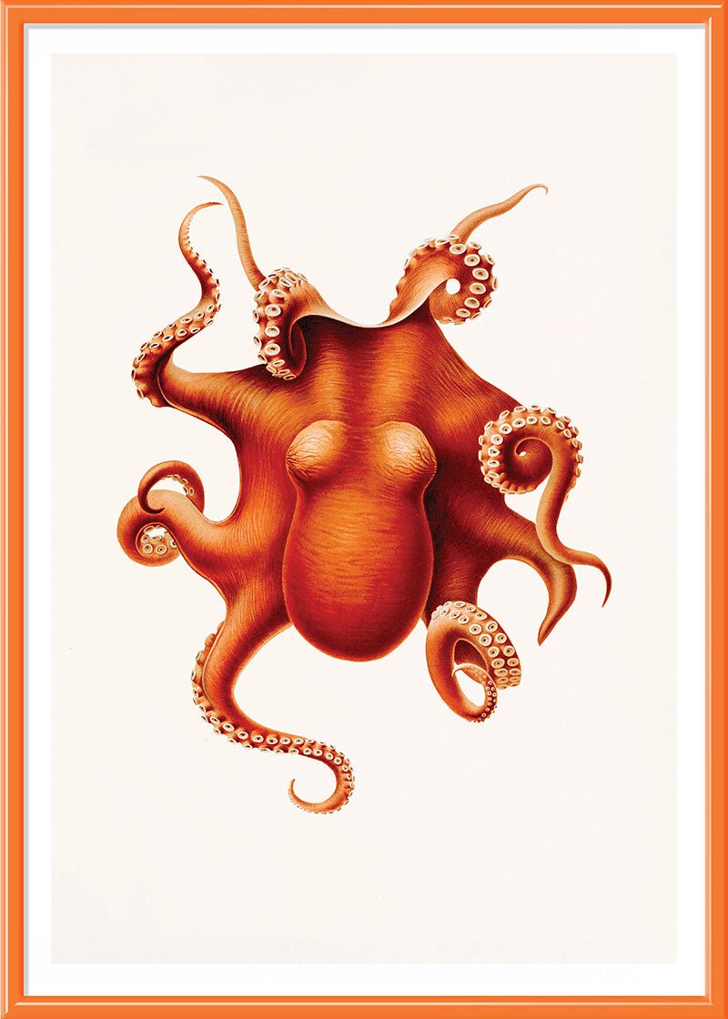 Orange Octopus