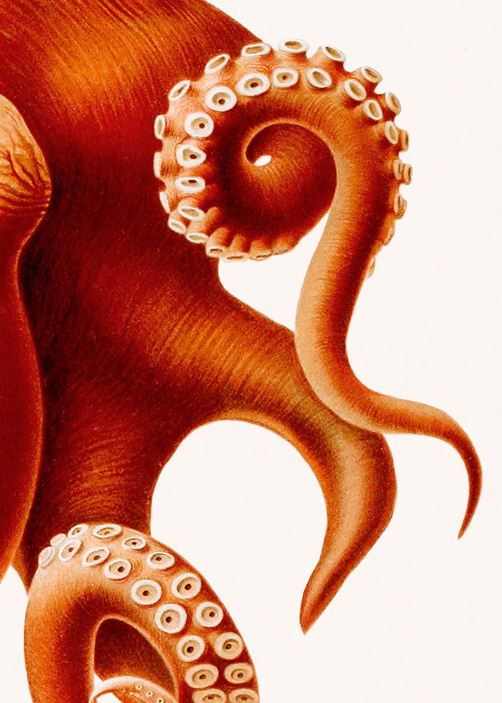 Orange Octopus