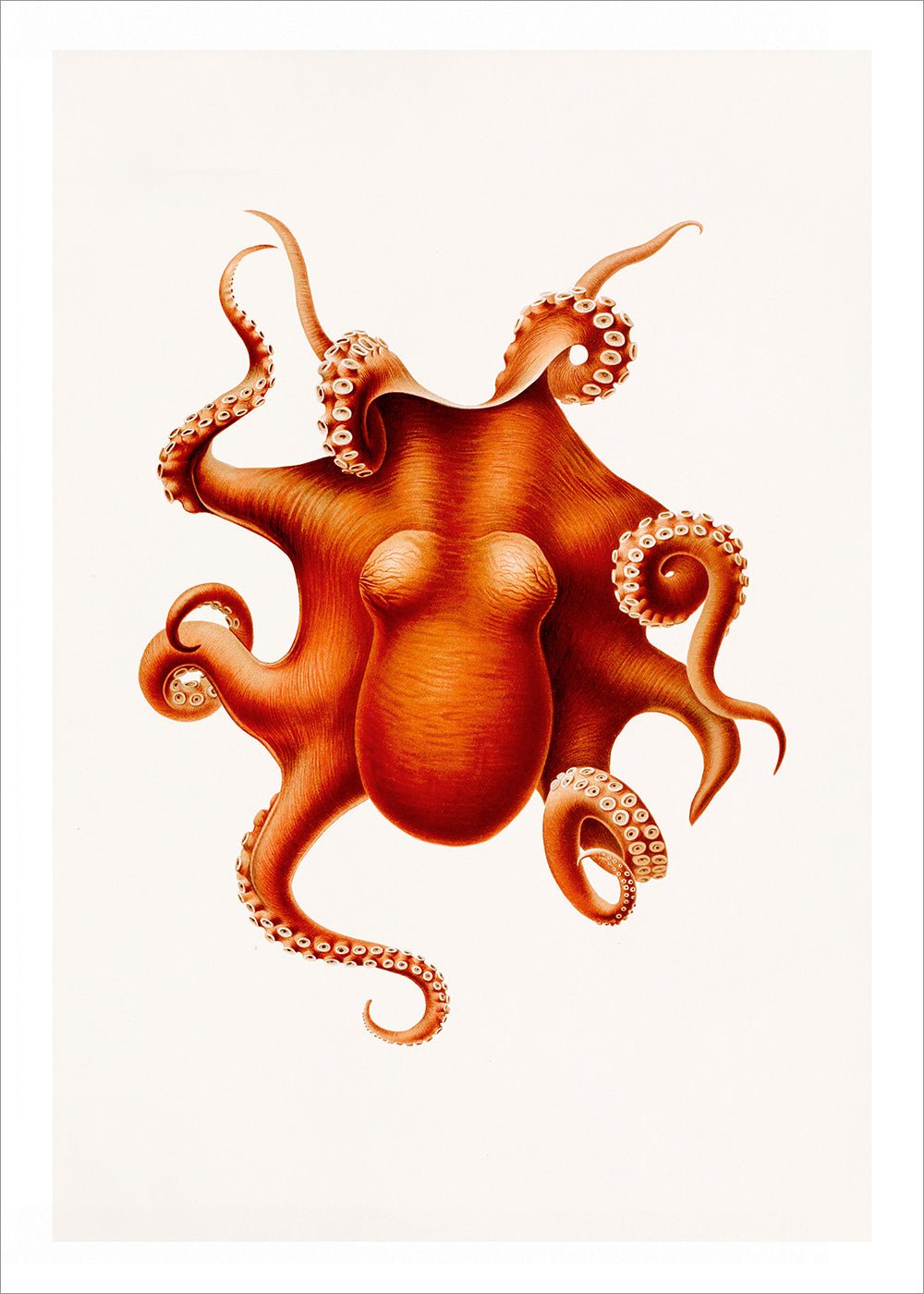 Orange Octopus