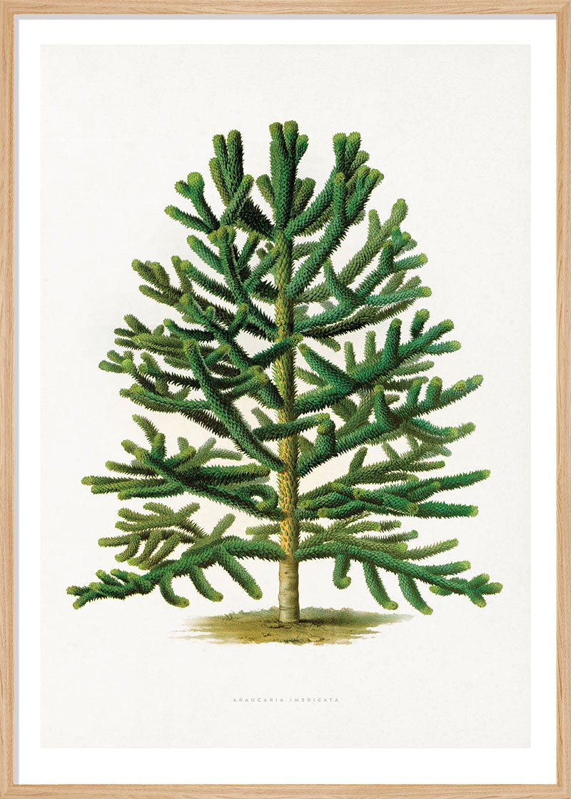 Chilean Pine Tree