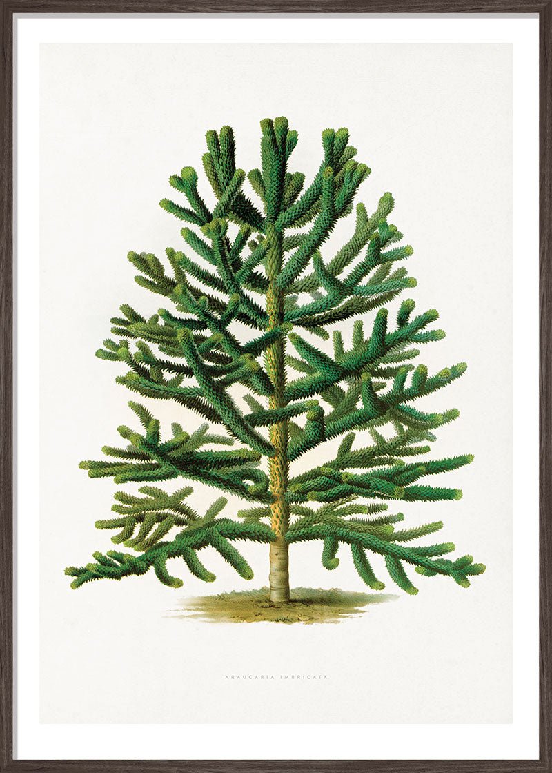 Chilean Pine Tree