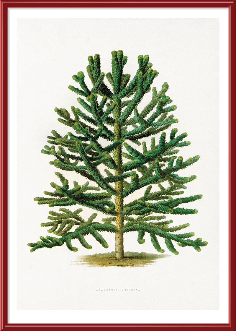 Chilean Pine Tree