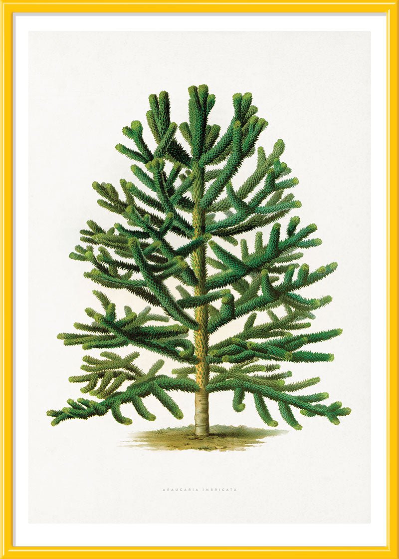 Chilean Pine Tree