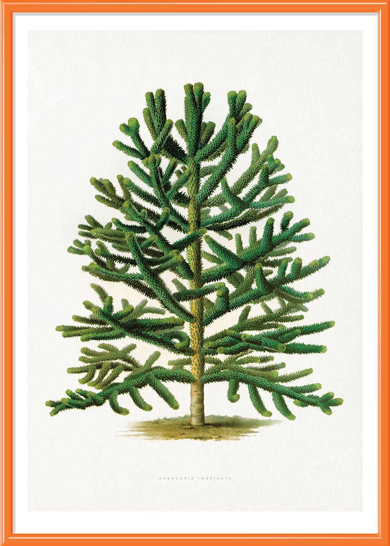 Chilean Pine Tree