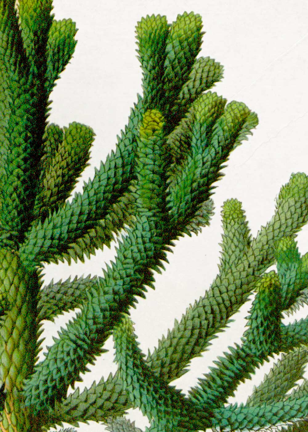 Chilean Pine Tree