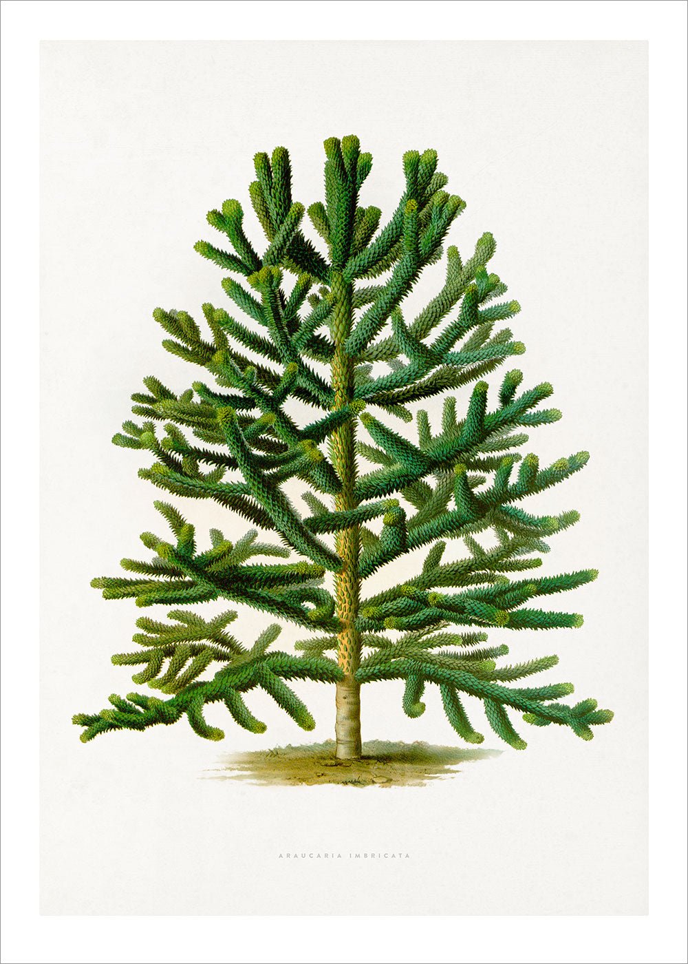 Chilean Pine Tree