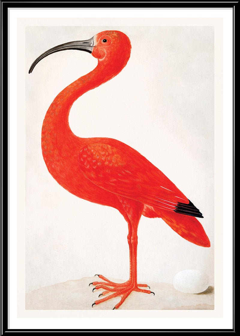 Pink Flamingo and Egg