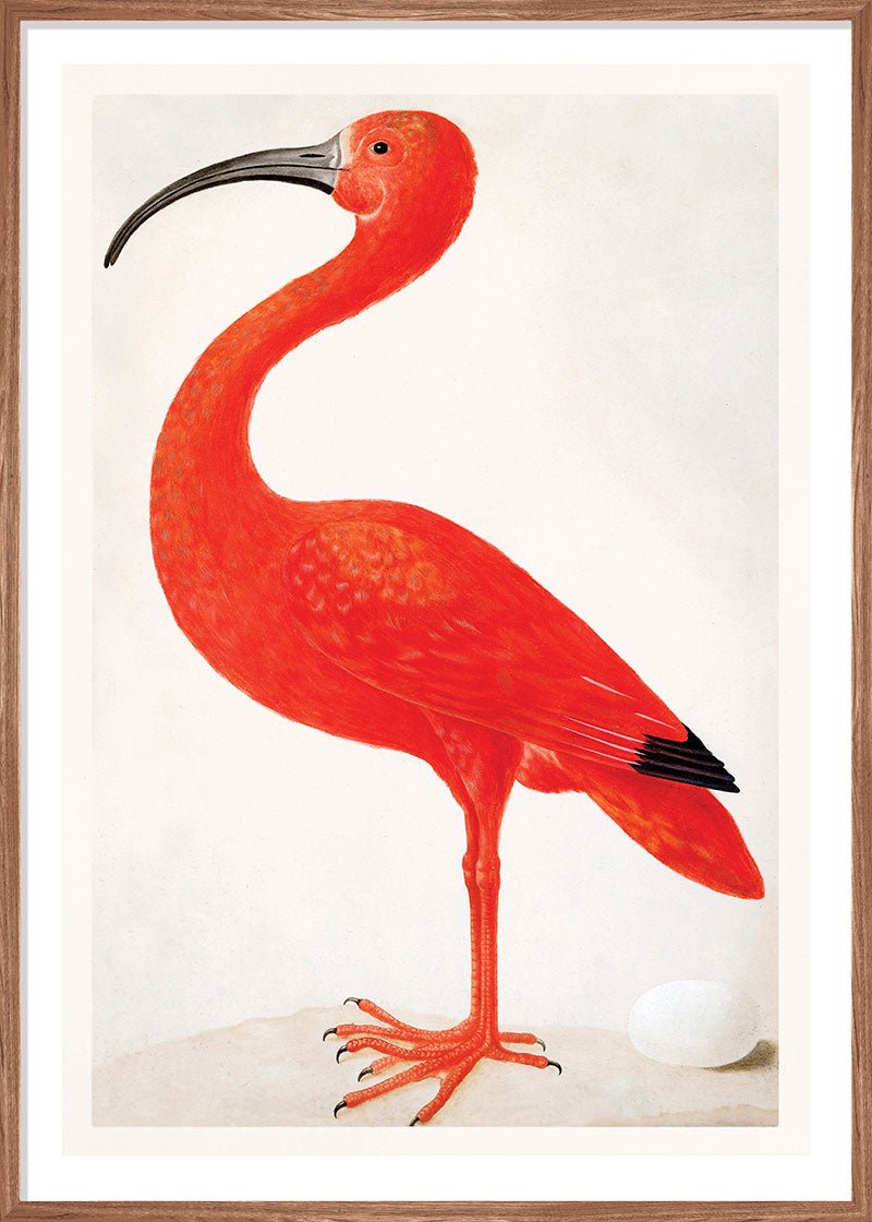 Pink Flamingo and Egg
