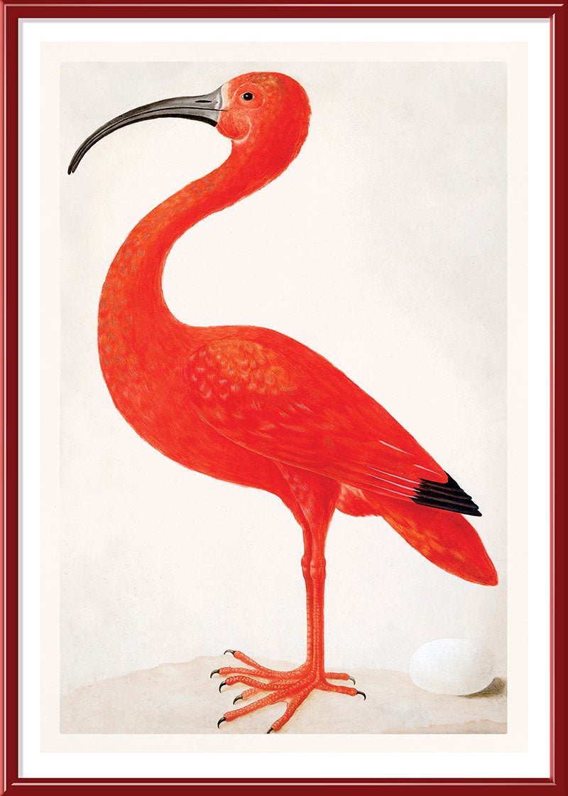 Pink Flamingo and Egg