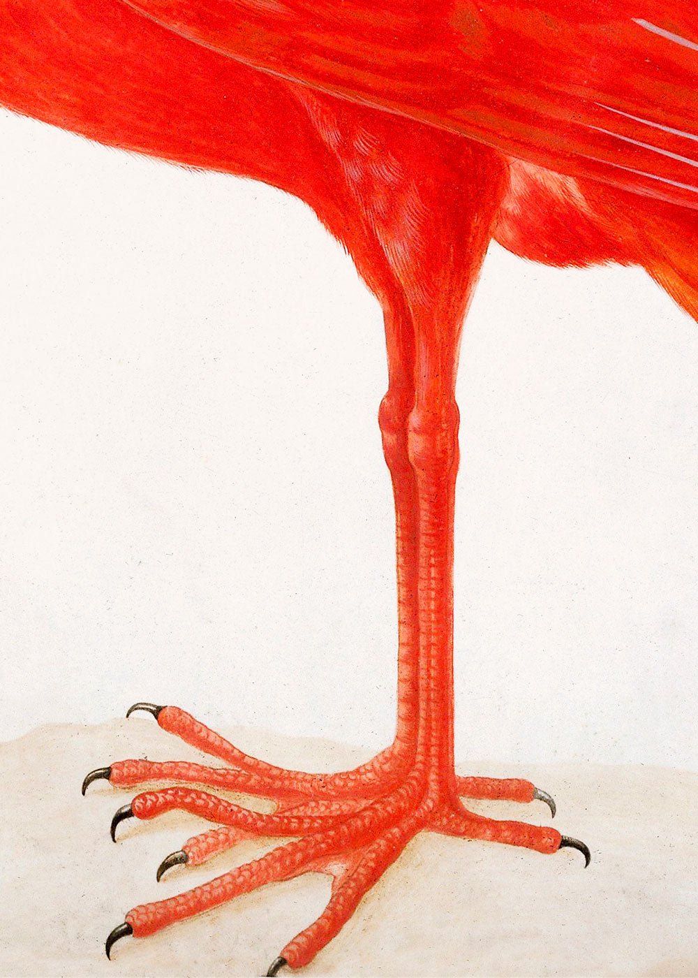 Pink Flamingo and Egg