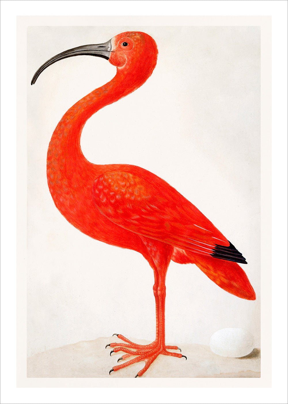 Pink Flamingo and Egg