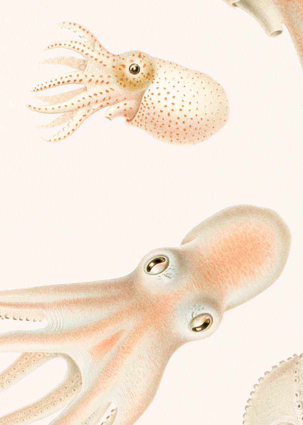 Soft Octopuses