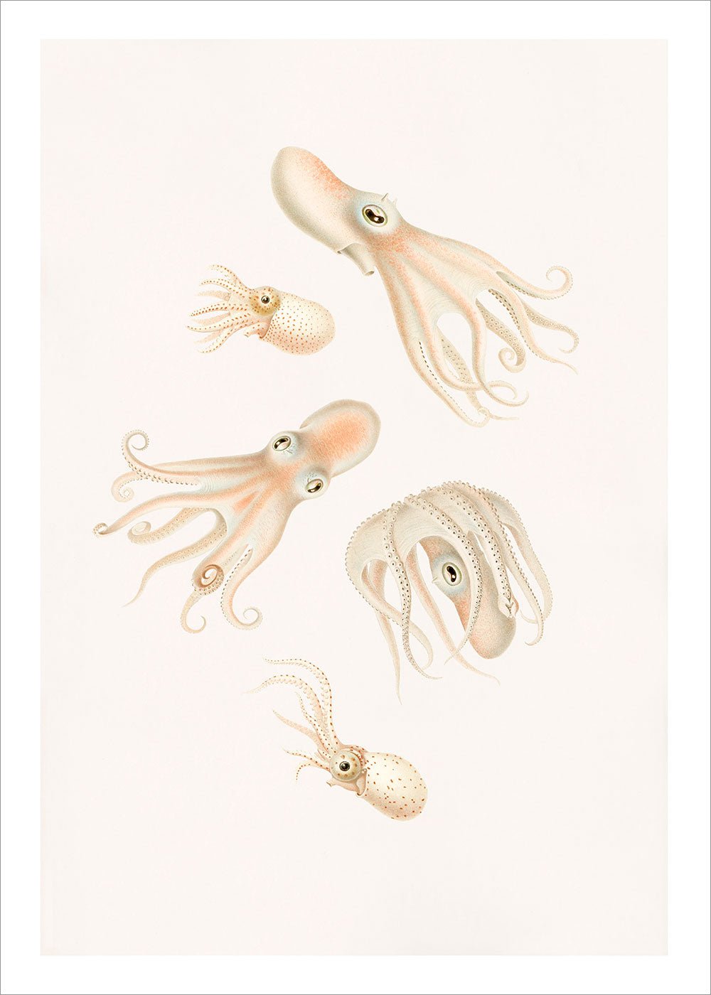 Soft Octopuses
