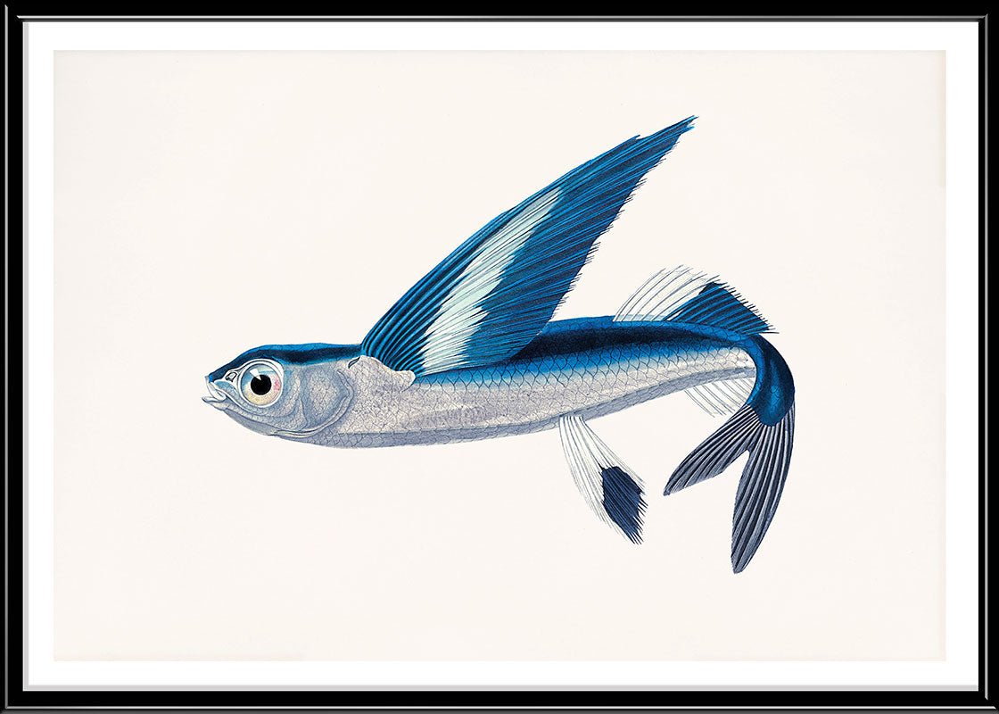 Flying Fish