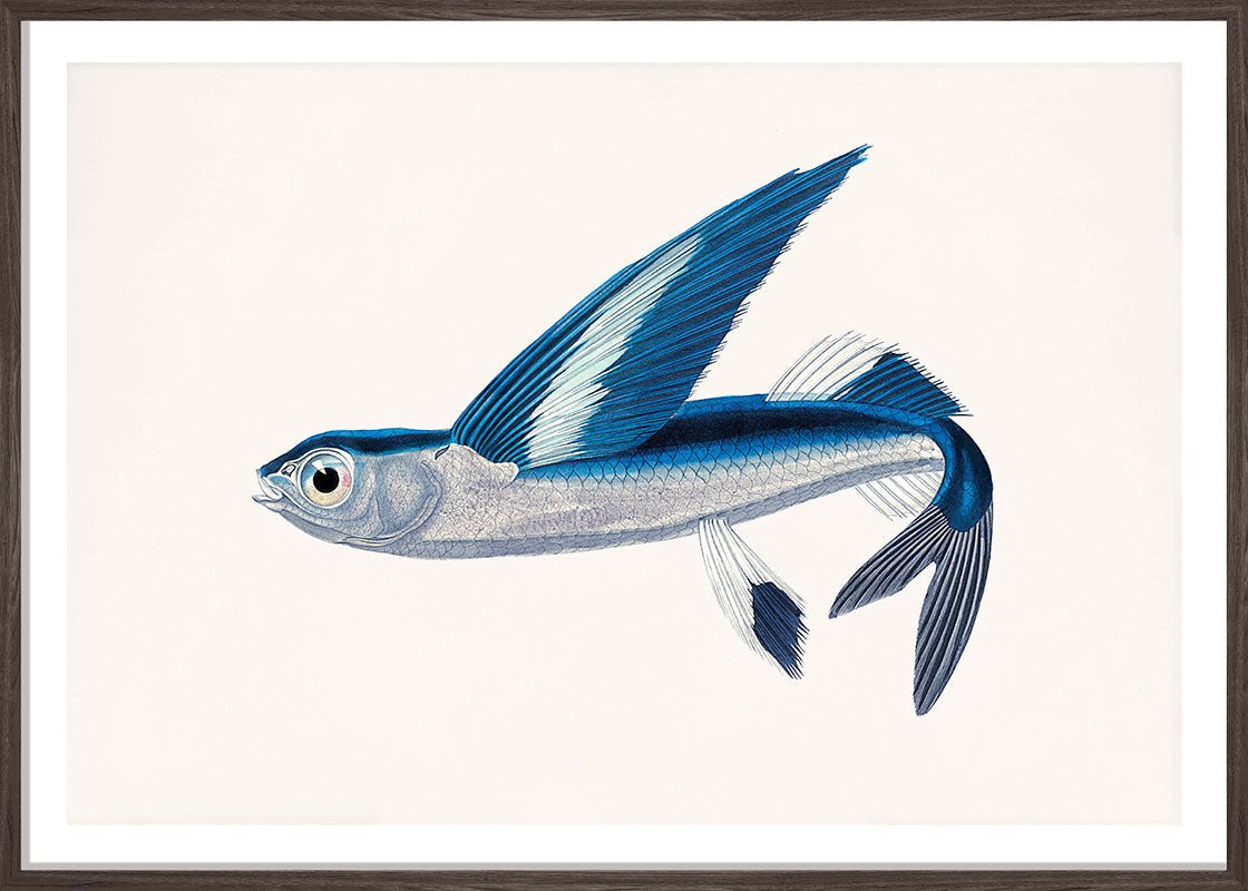 Flying Fish