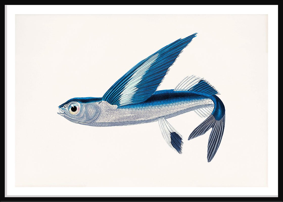 Flying Fish