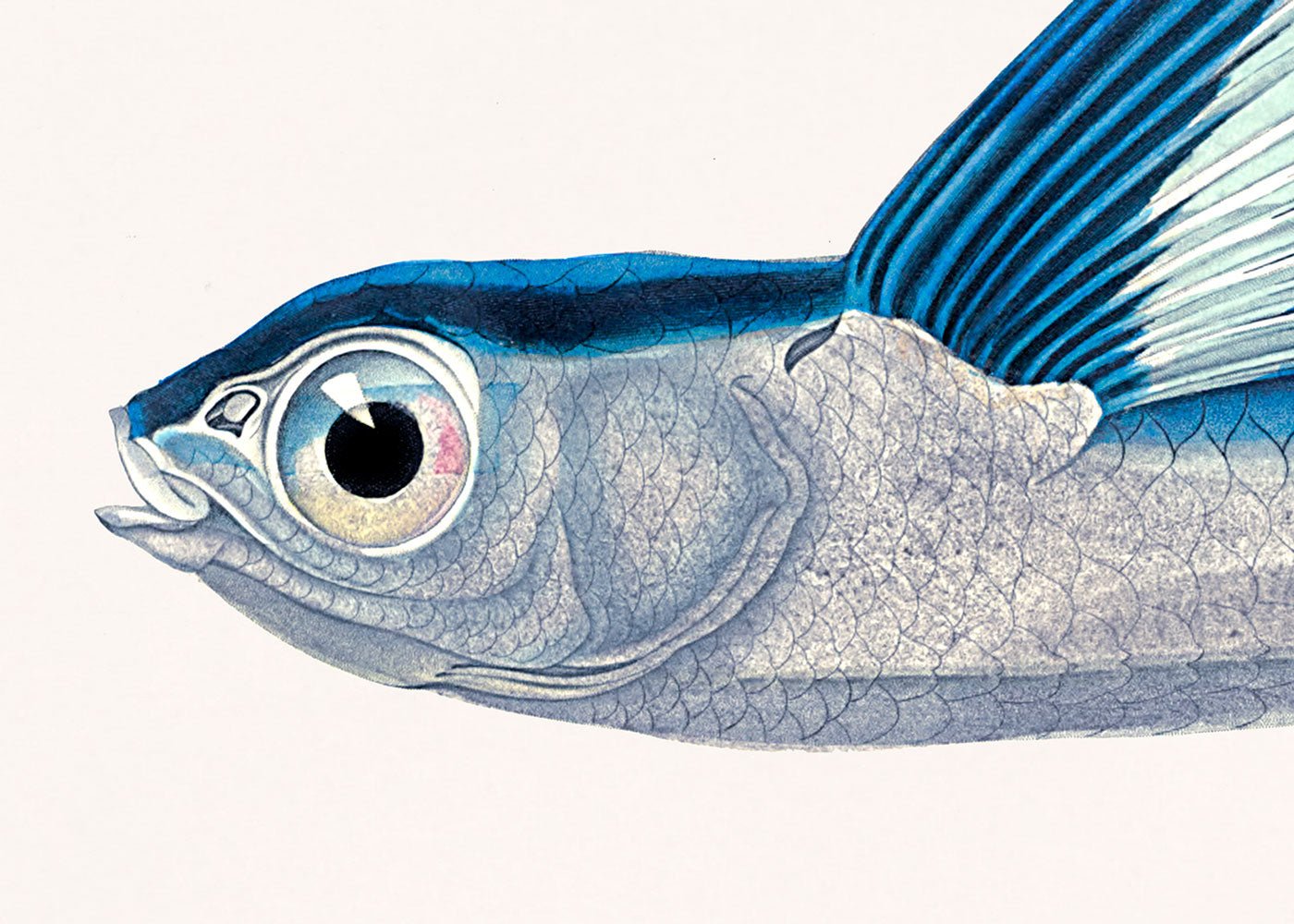Flying Fish