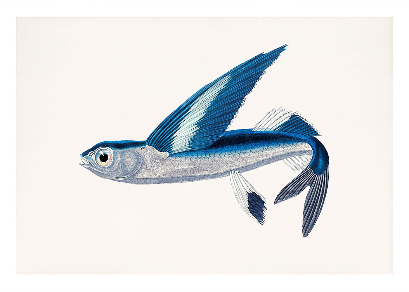 Flying Fish