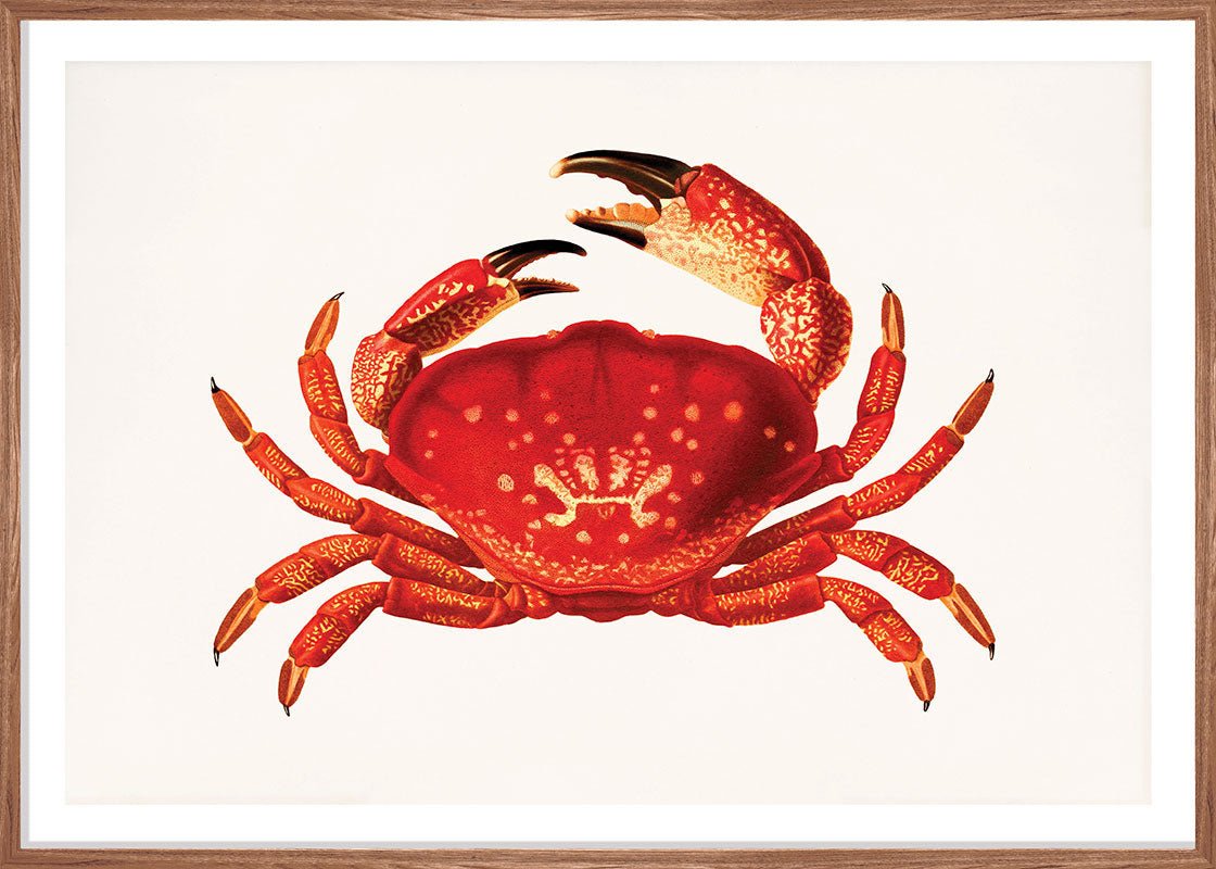 Orange Crab