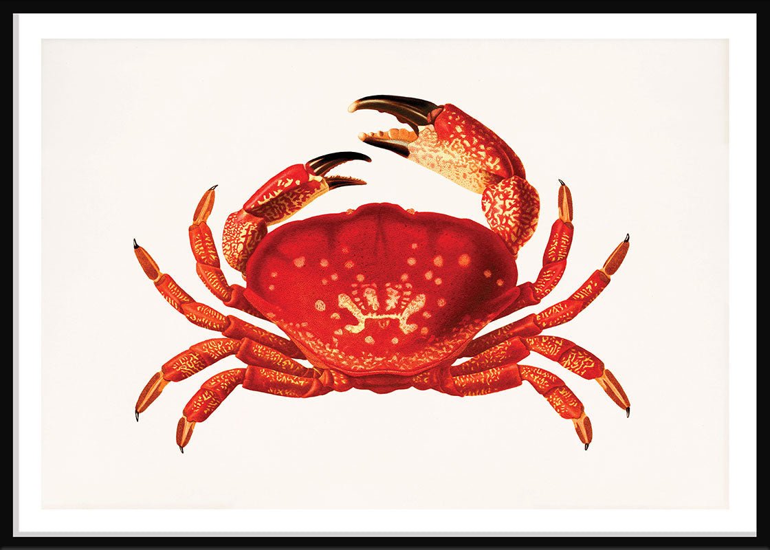 Orange Crab