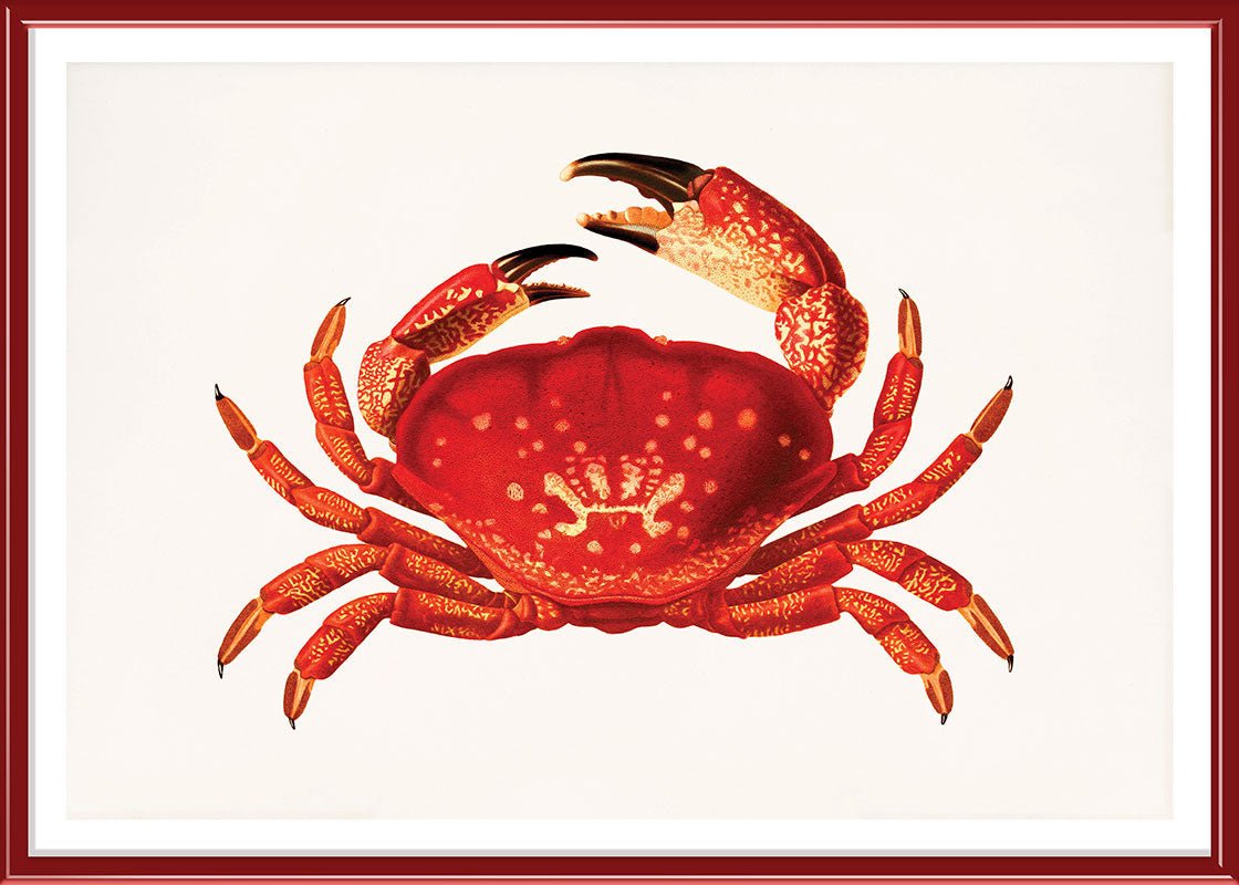 Orange Crab