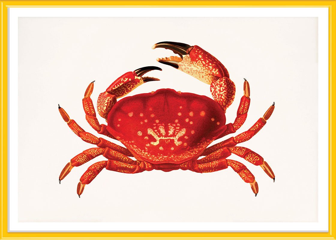 Orange Crab