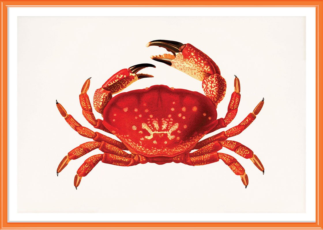 Orange Crab