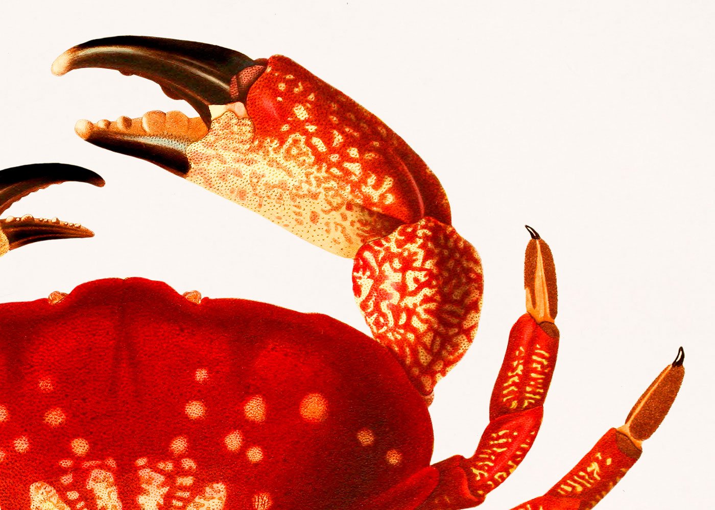Orange Crab