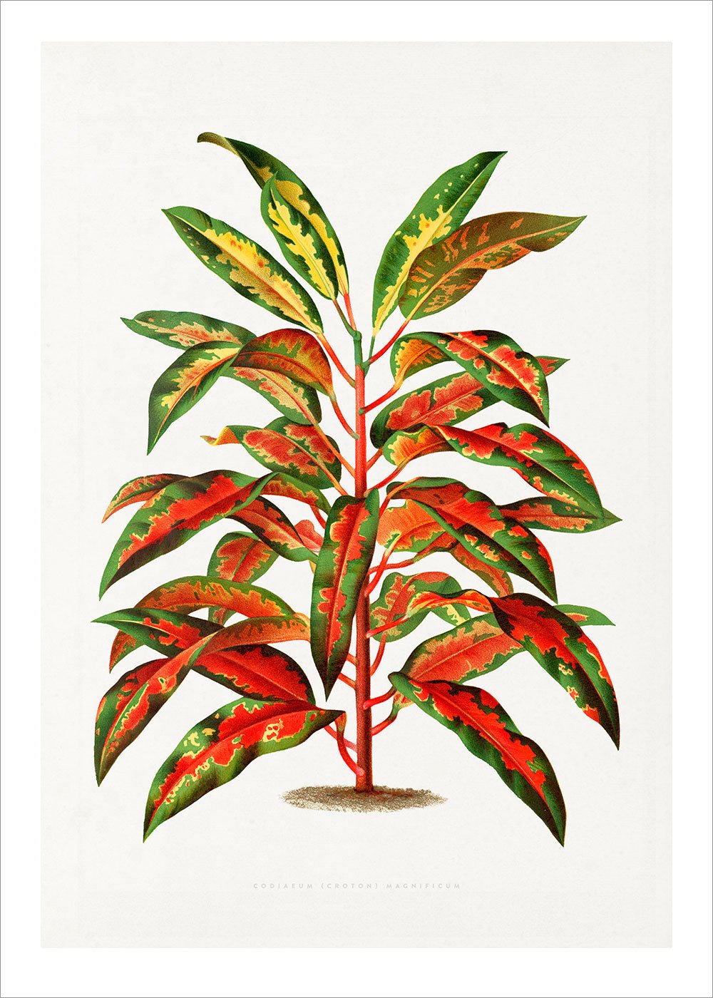 Bush on Fire