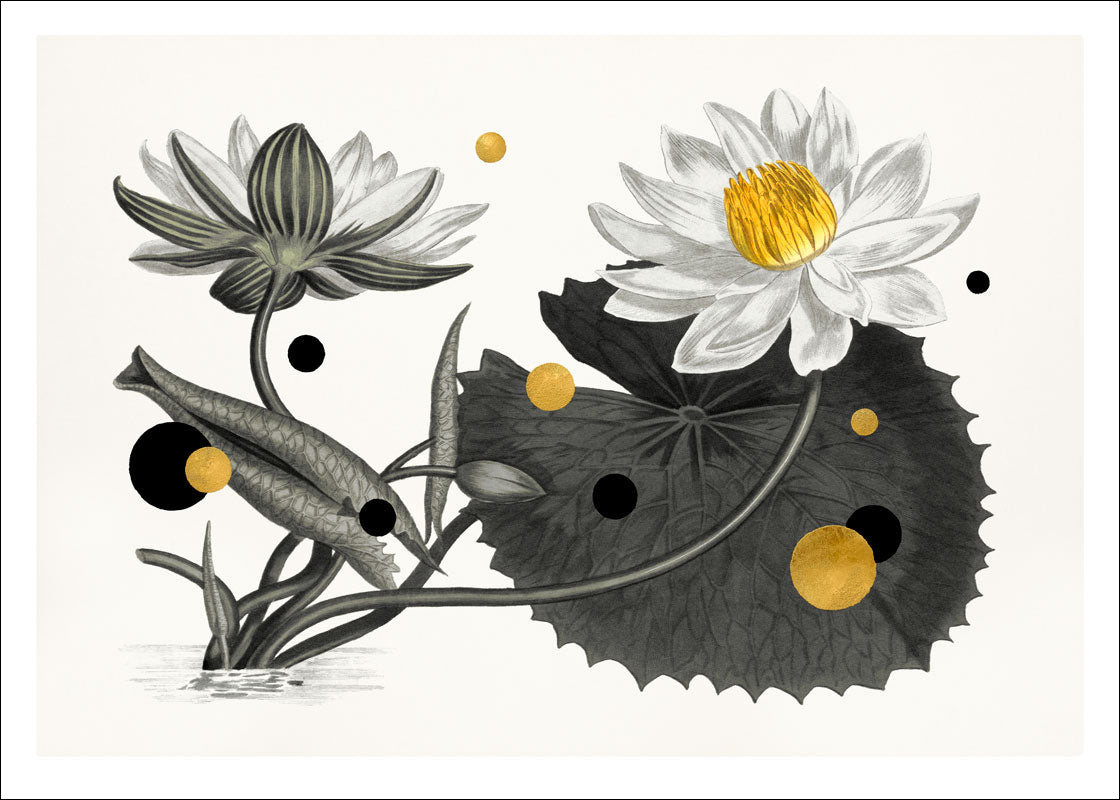 Lotus flower