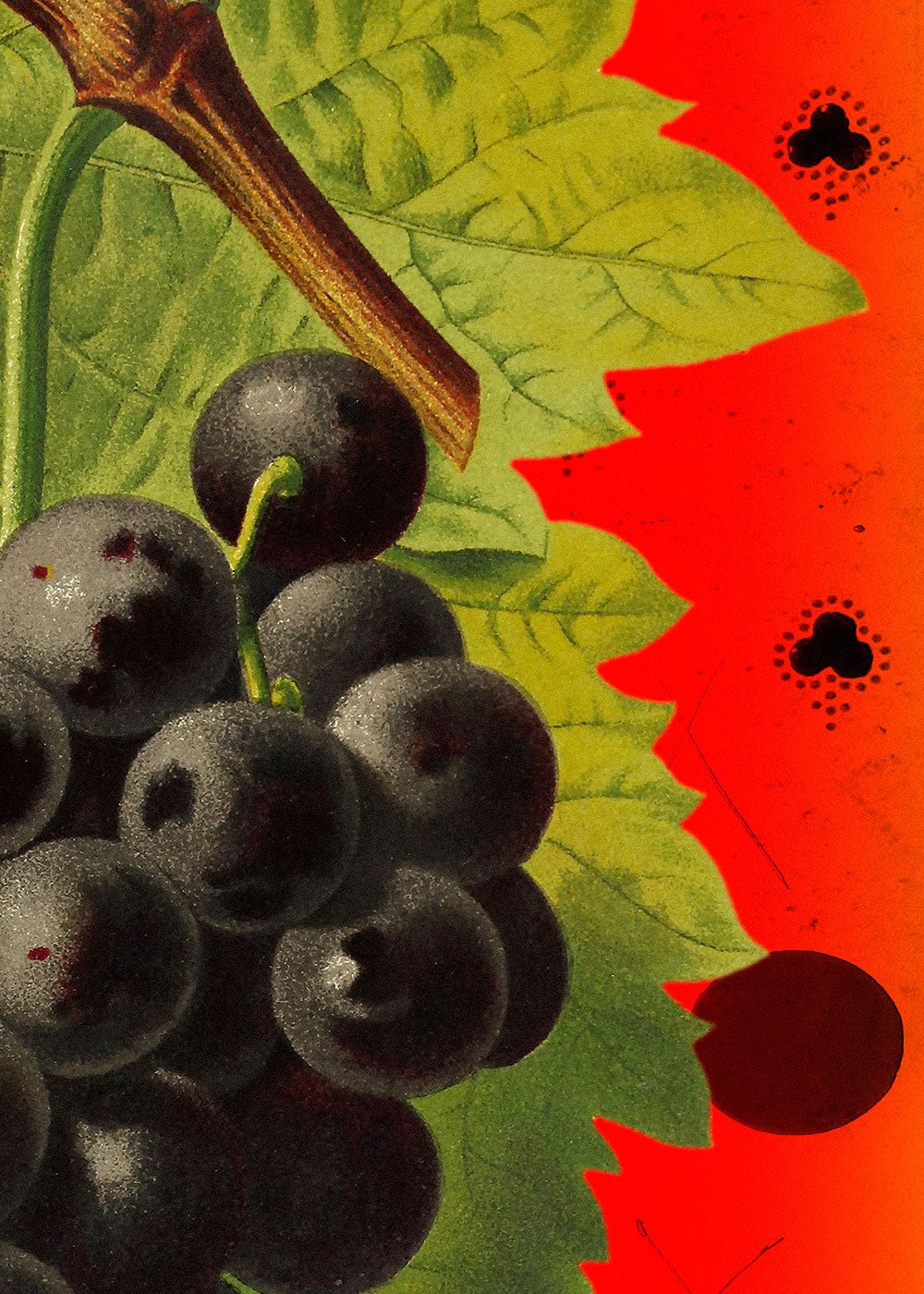 Grape and Polka Dots