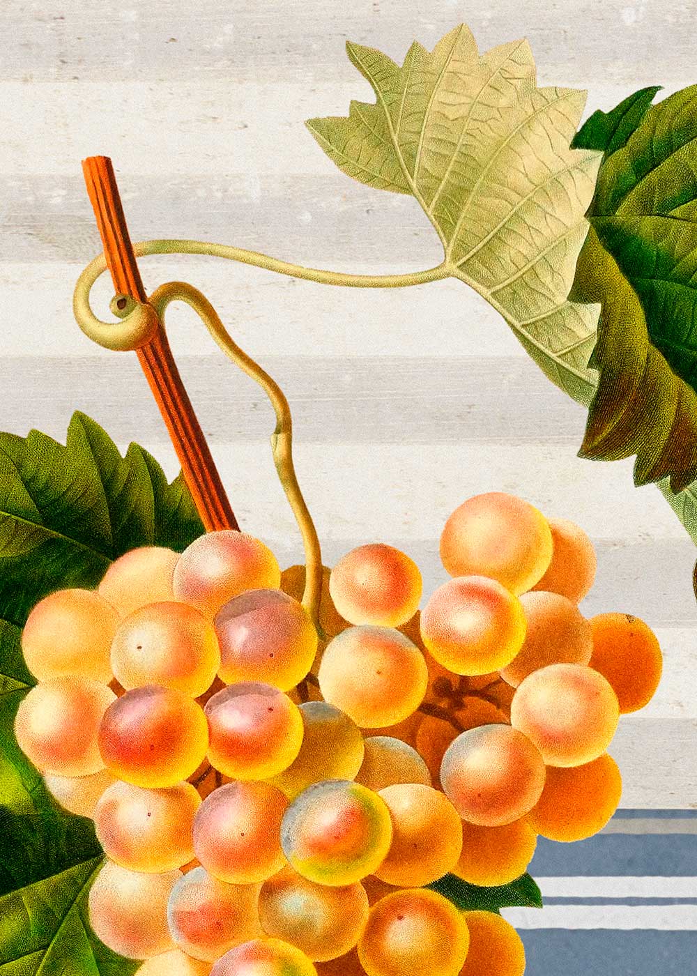 Chasselas Grape
