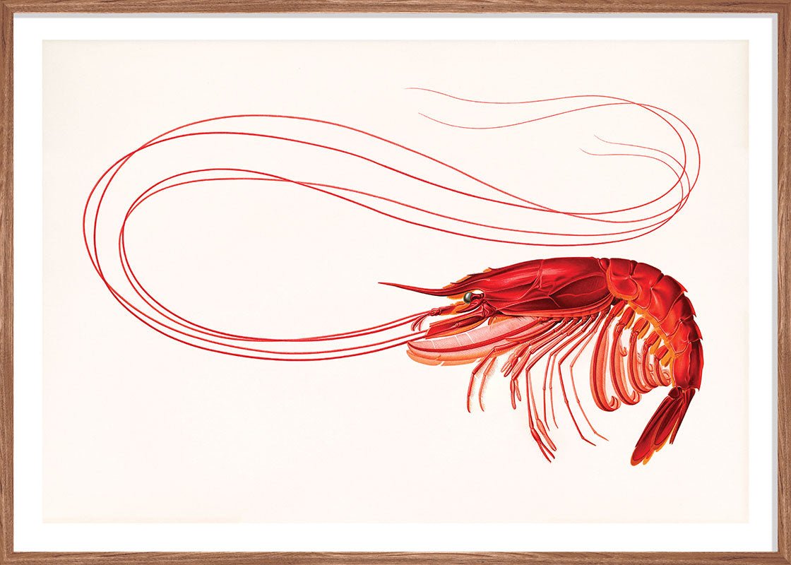Red Shrimp
