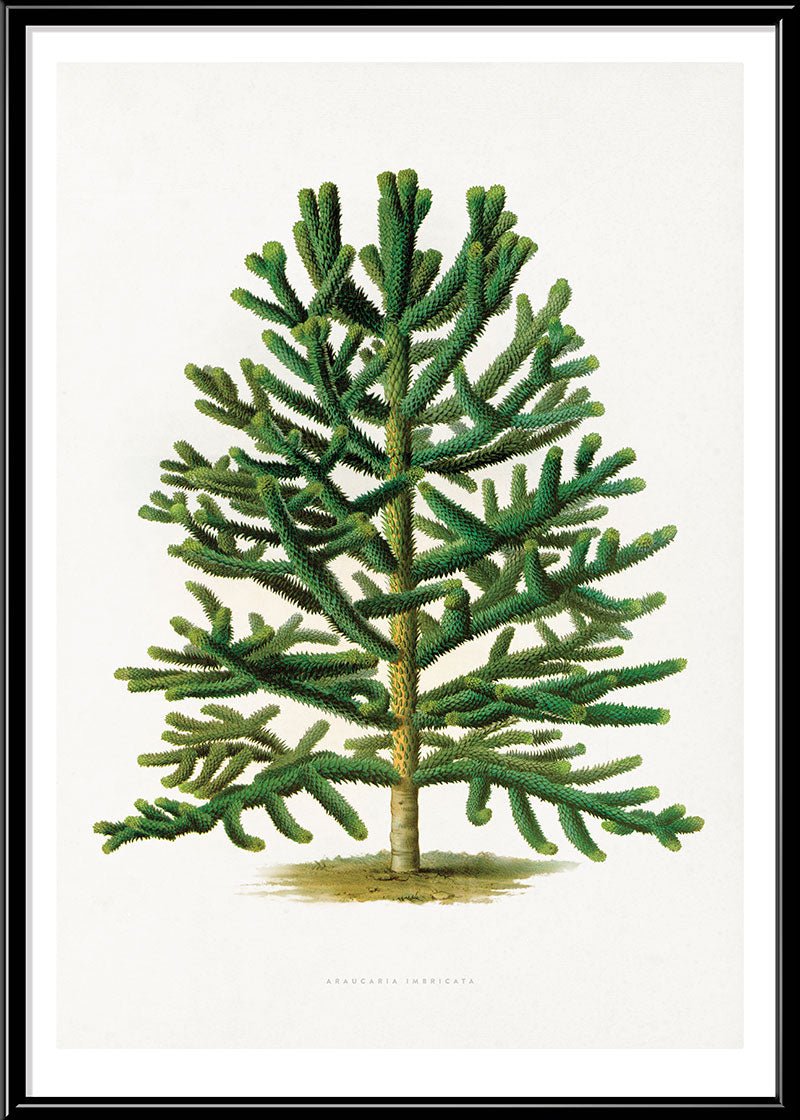 Chilean Pine Tree
